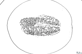 дині Розмальовки Для Друку